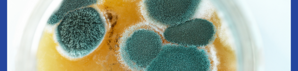 mold in ducts
